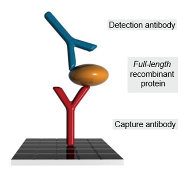 Matched antibody pairs for various purposes (Resources)