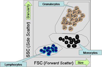 Characterization of unstained cells using light scatter (Dot Plot)