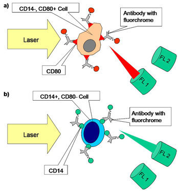Scheme of colored cells in a FACS measurement