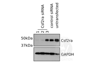 Western Blotting validation image for anti-Colony Stimulating Factor 2 Receptor, Alpha, Low-Affinity (Granulocyte-Macrophage) (CSF2RA) (Center) antibody (ABIN2705734) (CSF2RA antibody  (Center))