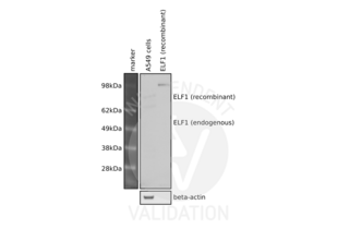ELF1 Antikörper  (C-Term)