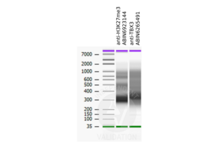 Cleavage Under Targets and Release Using Nuclease validation image for anti-T-Box 3 (TBX3) antibody (ABIN6265491) (TBX3 antibody)