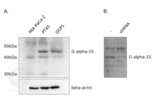 Western Blotting validation image for anti-Ga16 antibody (ABIN110590) (Ga16 antibody)