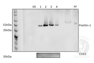 Western Blotting validation image for anti-Flotillin 1 (FLOT1) (C-Term) antibody (ABIN374222) (Flotillin 1 antibody  (C-Term))
