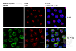 Immunofluorescence validation image for anti-Nucleophosmin (Nucleolar phosphoprotein B23, Numatrin) (NPM1) (AA 250-298), (C-Term) antibody (ABIN1737584) (NPM1 antibody  (C-Term))