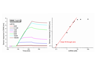 Surface Plasmon Resonance validation image for anti-RNA-DNA Hybrid antibody (ABIN4889499) (RNA-DNA Hybrid antibody)