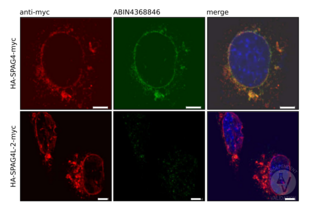 Immunocytochemistry validation image for anti-Sperm Associated Antigen 4 (SPAG4) antibody (ABIN4368846) (SPAG4 antibody)