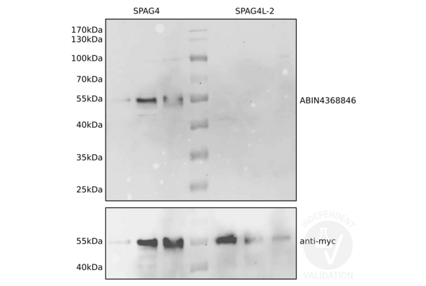 SPAG4 anticorps