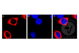 Immunocytochemistry validation image for anti-Major Histocompatibility Complex, Class I-Related (MR1) (AA 312-341), (C-Term) antibody (ABIN1537116) (MR1 antibody  (C-Term))