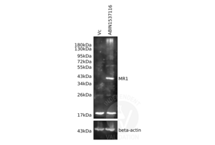 Western Blotting validation image for anti-Major Histocompatibility Complex, Class I-Related (MR1) (AA 312-341), (C-Term) antibody (ABIN1537116) (MR1 antibody  (C-Term))