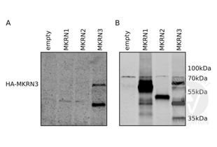 Western Blotting validation image for anti-Makorin Ring Finger Protein 3 (MKRN3) (AA 160-189) antibody (ABIN2840417) (MKRN3 antibody  (AA 160-189))