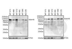 ADAM8 Antikörper  (AA 145-493)