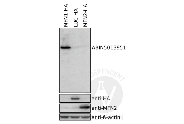 MFN1 抗体  (AA 1-234)