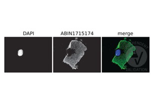 Immunofluorescence validation image for anti-DYKDDDDK Tag antibody (ABIN1715174) (DYKDDDDK Tag antibody)