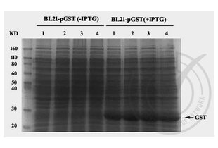 Western Blotting validation image for anti-GST-Tag antibody (ABIN3045984) (GST-Tag antibody)