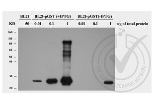 Western Blotting validation image for anti-GST-Tag antibody (ABIN3045984) (GST-Tag antibody)
