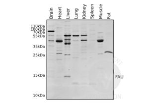 Western Blotting validation image for anti-Finkel-Biskis-Reilly Murine Sarcoma Virus (FBR-MuSV) Ubiquitously Expressed (FAU) (AA 1-30), (N-Term) antibody (ABIN2798885) (FAU antibody  (N-Term))