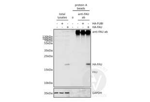 Immunoprecipitation validation image for anti-Finkel-Biskis-Reilly Murine Sarcoma Virus (FBR-MuSV) Ubiquitously Expressed (FAU) (AA 1-30), (N-Term) antibody (ABIN2798885) (FAU antibody  (N-Term))