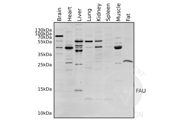 FAU anticorps  (N-Term)