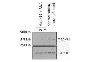 Western Blotting validation image for anti-Mitogen-Activated Protein Kinase 11 (MAPK11) (AA 1-30), (N-Term) antibody (ABIN2798348) (MAPK11 antibody  (N-Term))