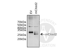 Western Blotting validation image for anti-Cbp/p300-Interacting Transactivator, with Glu/Asp-Rich Carboxy-terminal Domain, 2 (CITED2) (N-Term) antibody (ABIN2776451) (CITED2 antibody  (N-Term))