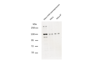 Western Blotting validation image for anti-Chromosome 10 Open Reading Frame 2 (C10ORF2) (Middle Region) antibody (ABIN2775251) (C10orf2 antibody  (Middle Region))