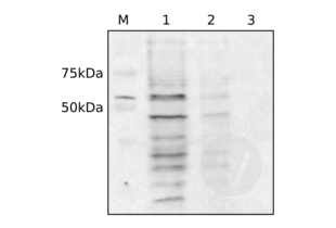 Western Blotting validation image for anti-Dynein, Cytoplasmic 1, Light Intermediate Chain 1 (DYNC1LI1) (C-Term) antibody (ABIN2790248)