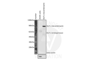 Western Blotting validation image for anti-E74-Like Factor 1 (Ets Domain Transcription Factor) (ELF1) (N-Term) antibody (ABIN2779831) (ELF1 antibody  (N-Term))