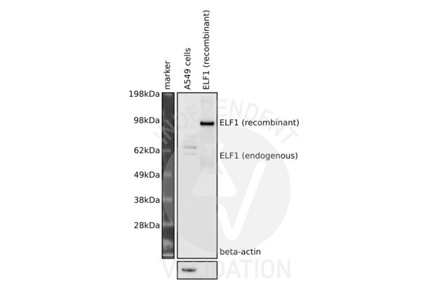 ELF1 Antikörper  (N-Term)
