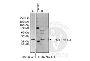 Western Blotting validation image for anti-High Mobility Group Box 1 (HMGB1) (N-Term) antibody (ABIN2787911) (HMGB1 antibody  (N-Term))