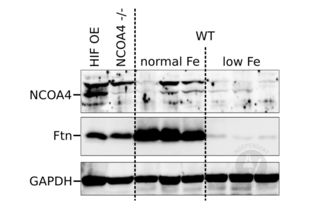 Western Blotting validation image for anti-Nuclear Receptor Coactivator 4 (NCOA4) (N-Term) antibody (ABIN2780237) (NCOA4 antibody  (N-Term))