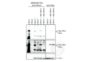 Western Blotting validation image for anti-Ras Homolog Gene Family, Member T1 (RHOT1) (N-Term) antibody (ABIN405704) (RHOT1 antibody  (N-Term))