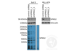 Western Blotting validation image for anti-Spinster Homolog 2 (SPNS2) (N-Term) antibody (ABIN2786494) (SPNS2 antibody  (N-Term))