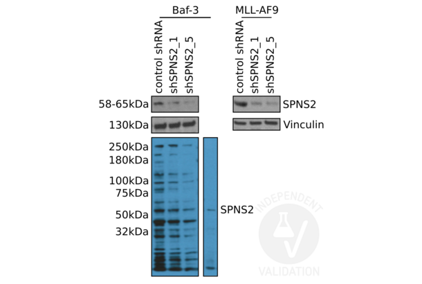 SPNS2 Antikörper  (N-Term)