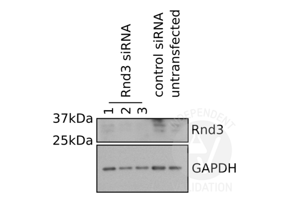 RND3 antibody  (Center)