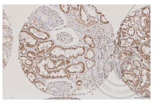 Immunohistochemistry validation image for anti-Aquaporin 2 (Collecting Duct) (AQP2) (AA 171-271) antibody (ABIN707576) (AQP2 antibody  (AA 171-271))