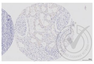 Immunohistochemistry validation image for anti-Aquaporin 2 (Collecting Duct) (AQP2) (AA 171-271) antibody (ABIN707576) (AQP2 antibody  (AA 171-271))