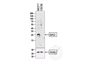 Western Blotting validation image for anti-BCL2-Associated Agonist of Cell Death (BAD) (AA 101-204) antibody (ABIN674709) (BAD antibody  (AA 101-204))