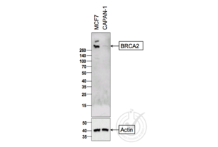 Western Blotting validation image for anti-Breast Cancer 2, Early Onset (BRCA2) (AA 21-130) antibody (ABIN673434) (BRCA2 antibody  (AA 21-130))