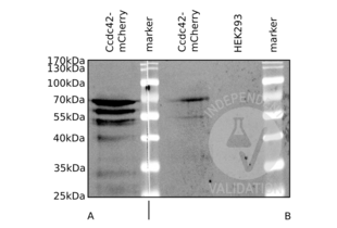 Western Blotting validation image for anti-Coiled-Coil Domain Containing 42 (CCDC42) (AA 221-312) antibody (ABIN872760) (CCDC42 antibody  (AA 221-312))