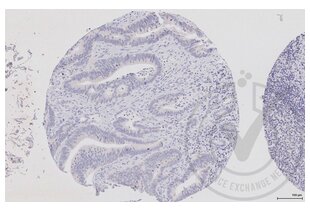 Immunohistochemistry validation image for anti-Dishevelled Segment Polarity Protein 1 (DVL1) (AA 21-100) antibody (ABIN670671) (DVL1 antibody  (AA 21-100))