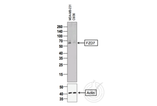 Western Blotting validation image for anti-Frizzled Family Receptor 7 (FZD7) (AA 501-574) antibody (ABIN710051) (FZD7 antibody  (AA 501-574))