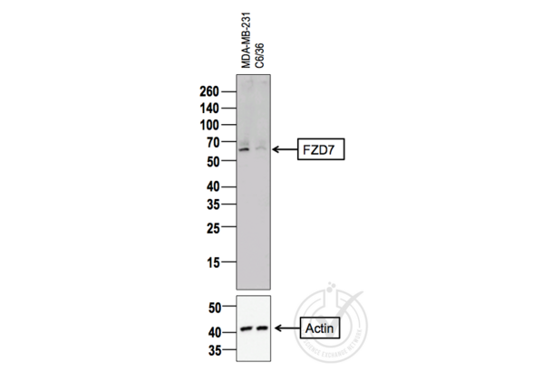 FZD7 Antikörper  (AA 501-574)