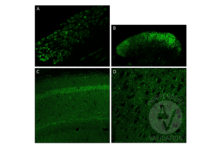 Immunofluorescence validation image for anti-Glial Cell Line Derived Neurotrophic Factor (GDNF) (AA 121-211) antibody (ABIN736536) (GDNF antibody  (AA 121-211))