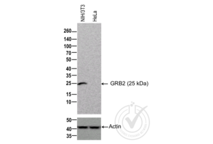 Western Blotting validation image for anti-Growth Factor Receptor-Bound Protein 2 (GRB2) antibody (ABIN686932) (GRB2 antibody)