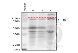 Western Blotting validation image for anti-Insulin-Degrading Enzyme (IDE) (AA 491-590) antibody (ABIN723680) (IDE antibody  (AA 491-590))