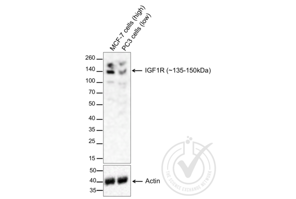 IGF1R 抗体  (AA 251-350)