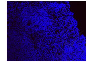 Immunofluorescence validation image for anti-Ionized Calcium-binding Adapter Molecule 1 (IBA1) (AA 51-147) antibody (ABIN685477) (Iba1 antibody  (AA 51-147))