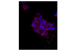 Immunofluorescence validation image for anti-Low Density Lipoprotein Receptor-Related Protein 2 (LRP2) (AA 3401-3500) antibody (Cy3) (ABIN750991) (LRP2 antibody  (AA 3401-3500) (Cy3))
