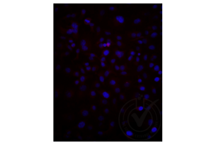Immunofluorescence validation image for anti-Low Density Lipoprotein Receptor-Related Protein 2 (LRP2) (AA 3401-3500) antibody (Cy3) (ABIN750991) (LRP2 antibody  (AA 3401-3500) (Cy3))